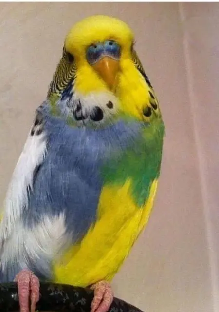 Я Can Can, 43, из Стамбула, ищу знакомство